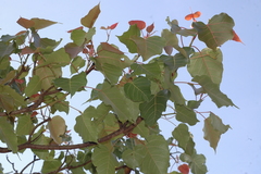Ficus arnottiana